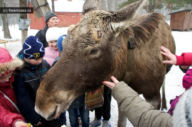 Лосиха Чебаркуль,Новости Миасс,Лосиха Дарена,Миасс ру